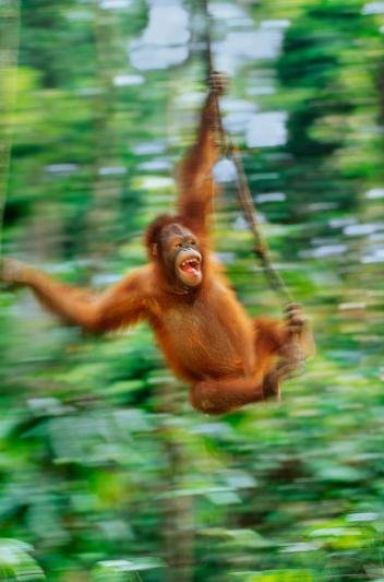 2orangutangallery.ngsversion.1439996403794.adapt.352.1.jpg swinging thru trees.jpg