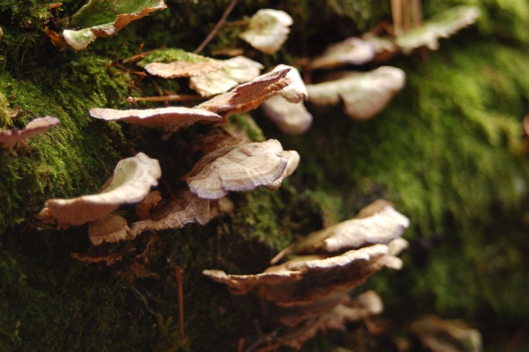 shelf fungus.JPG