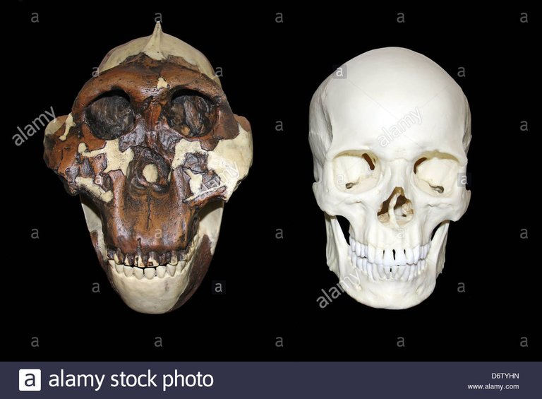 nucifraga-columbiana-homem-australopithecus-boisei-vs-homo-sapiens-cranio-d6tyhn.jpg