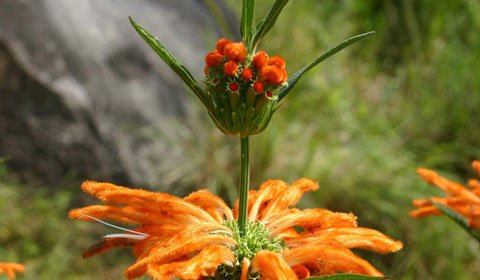 Leonotis_leonurusweb.jpg