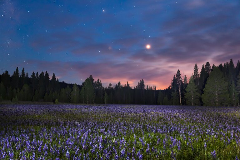 Sagehen Meadow at Night 1.jpg