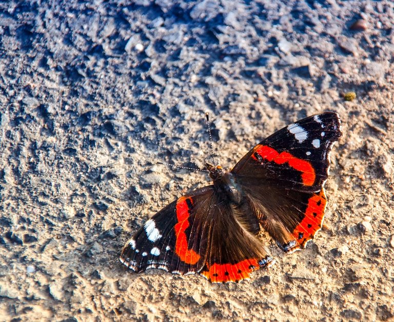 butterfly-3356536_1280.jpg