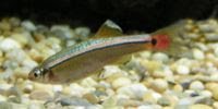 Tanichthys albonubes - Mini Balığı.jpg