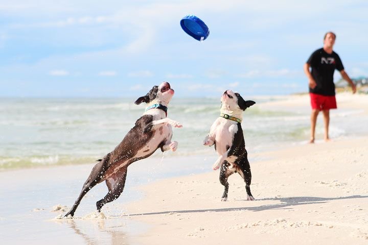 Doggy beach.jpg