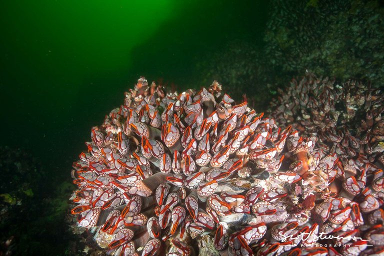 Red Gooseneck Barnacle-2.jpg