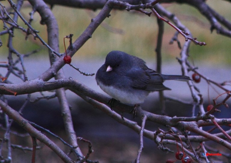 dark-eyed junco PFW20-24-0044.JPG