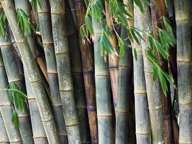 dendrocalamus.jpg