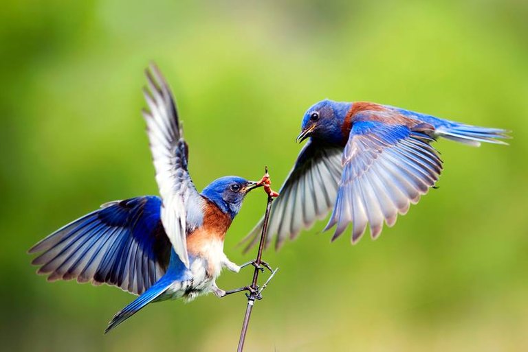 blue-birds.jpg.824x0_q71.jpg