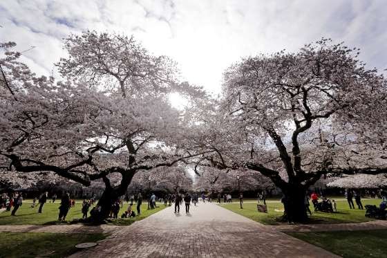 University of Washington, Seattle, Washington, AS.jpg