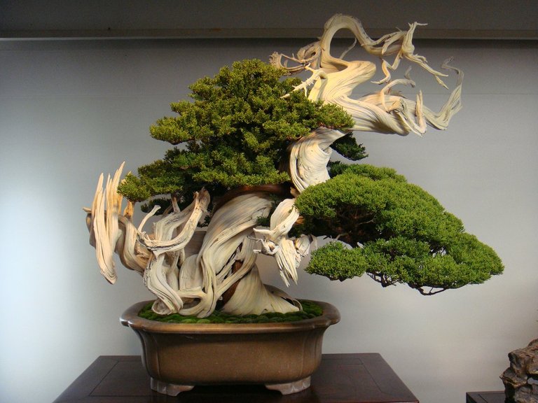 800yrbonsai.jpg