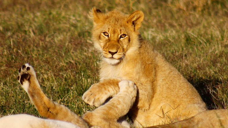 Lion Cubs.jpg