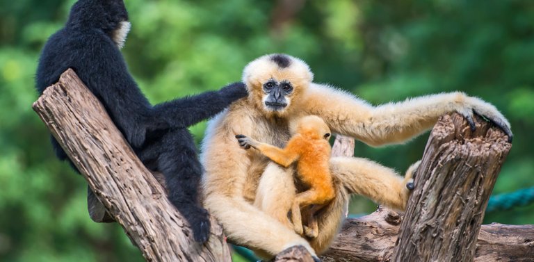 White-Handed-(Lar)-Gibbon-4.jpg