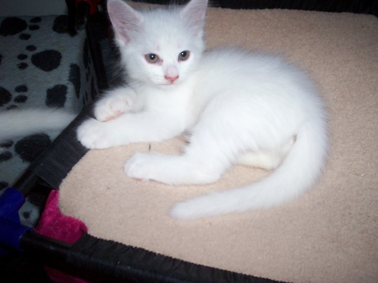 evercats_turkishangora_000_42.jpg