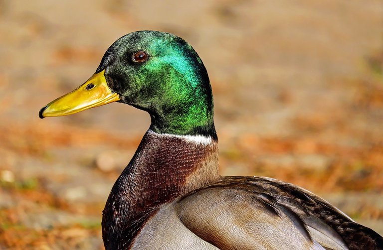 mallard-DUCK.jpg