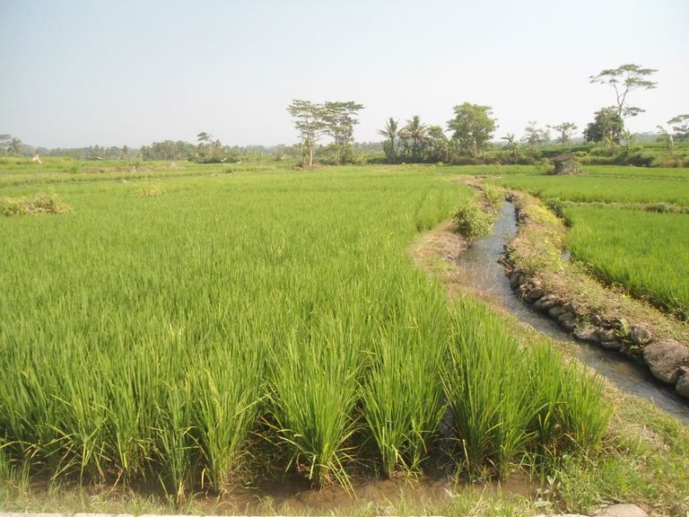 lahan sawah_2.JPG