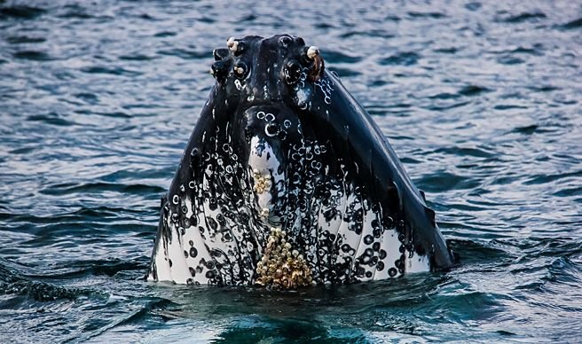 humpback-barnacles-656x388.jpg