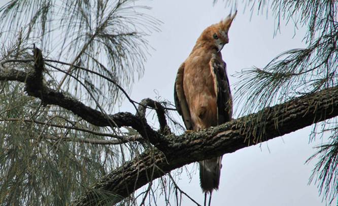 burung-garuda.jpg