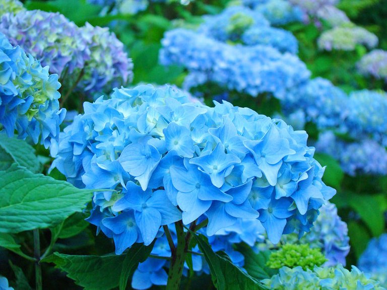 summer-garden-blue-hydrangea-flowers-art-print-baslee-baslee-troutman-fine-art-photography.jpg