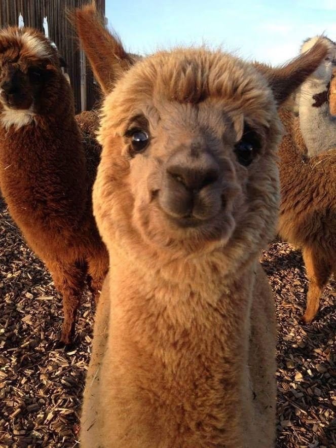 alpaca1.jpg