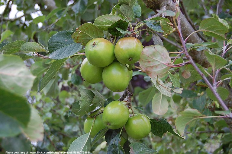 GreenApples-001-051518.jpg