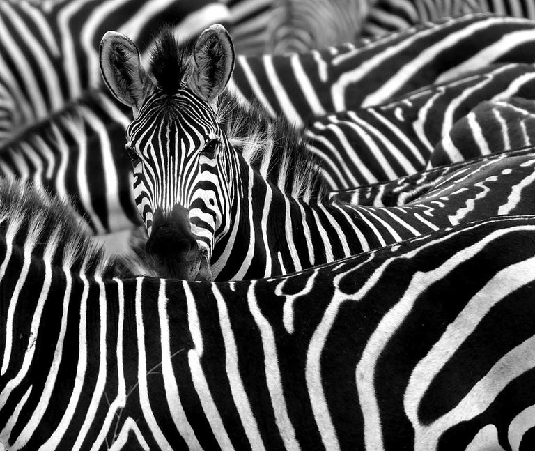 why-are-zebras-striped.jpg