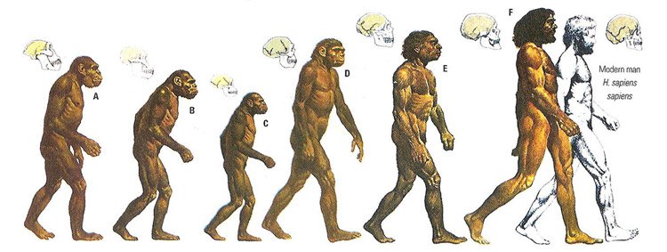 human_evolution.jpg