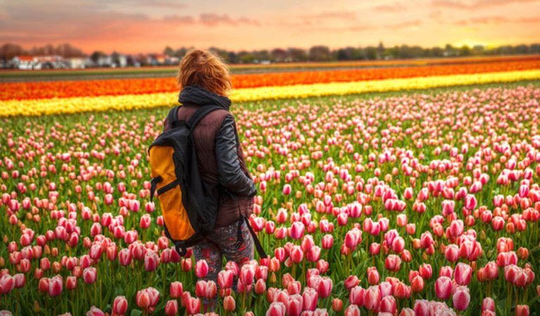 Tulipanes-rosas-holanda.jpg