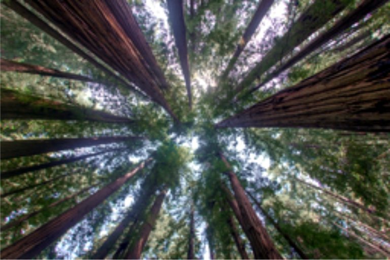 redwoods.jpg