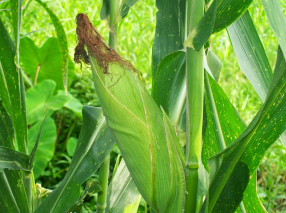 jagung sw.png