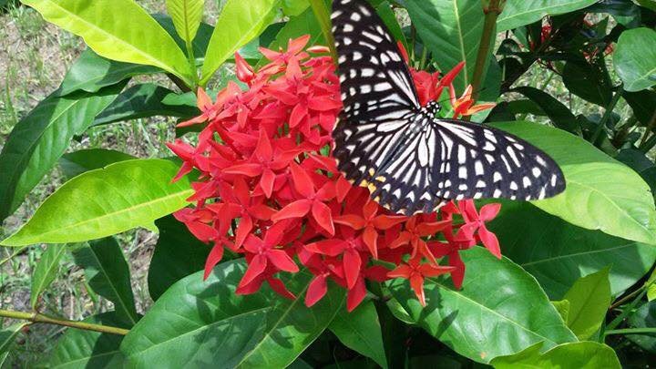 Specially For Butterfly Lovers  Mobile Photography #00064  UPvote Please.jpg