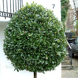 laurus_nobilis.jpg