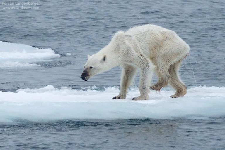 polar-bear-tragedy-svalbard-norway-1-889x592.jpg