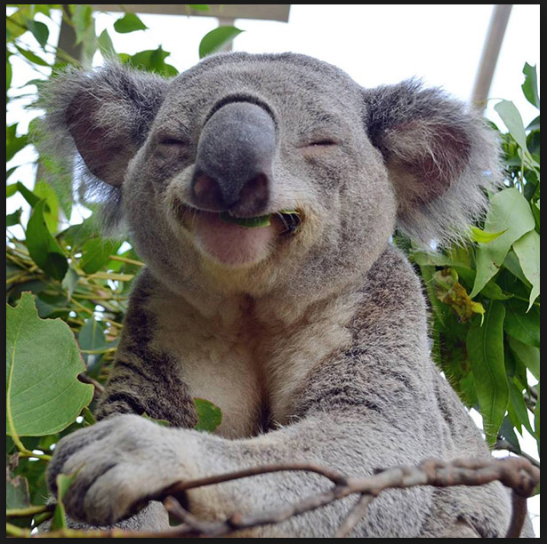 koala smile.PNG
