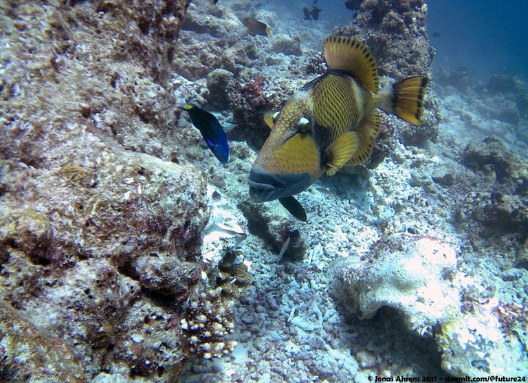triggerfish-maldives-2017-jonas-ahrens_01.jpg