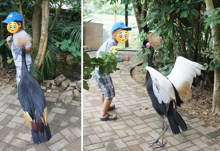 east african crowned crane.JPG