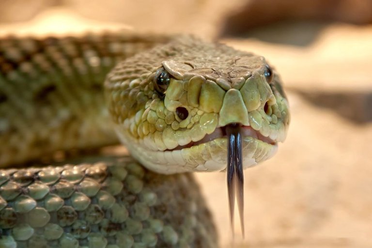 rattlesnake.jpg