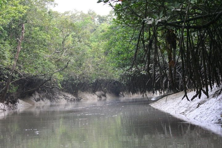 Mangrove-Forest-Sundarban.jpg