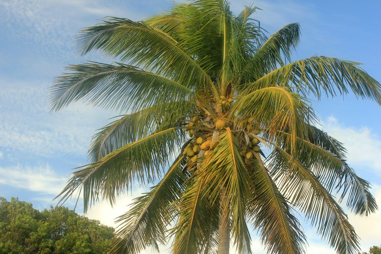 coconut_tree_590174.jpg