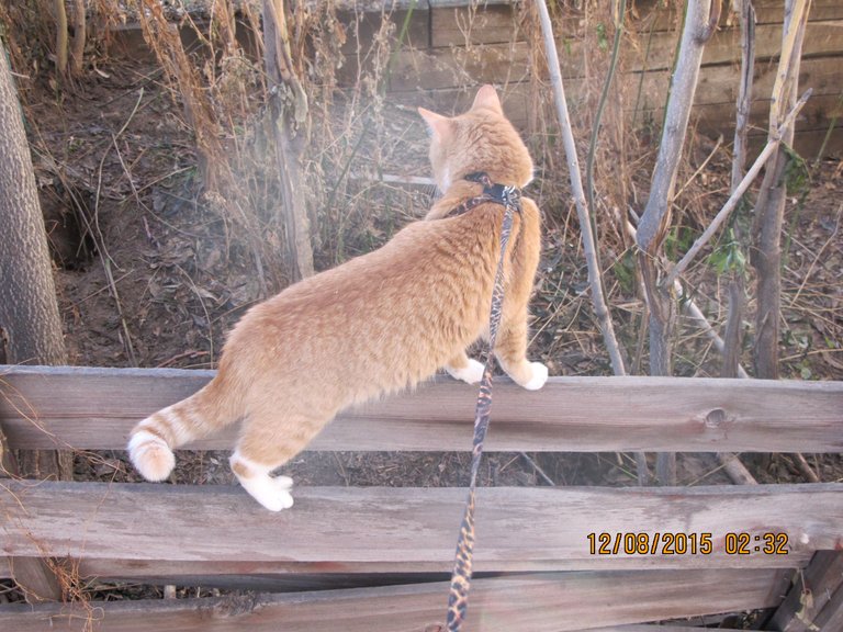 Cat walking fence