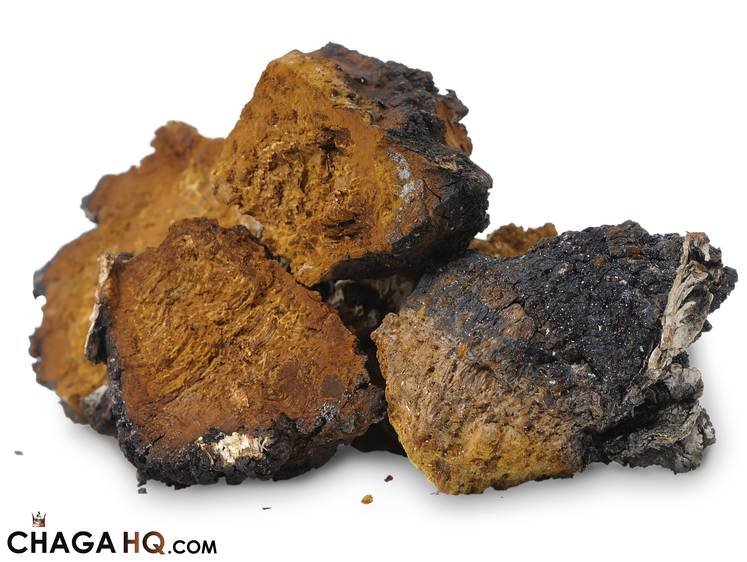 chaga.jpg