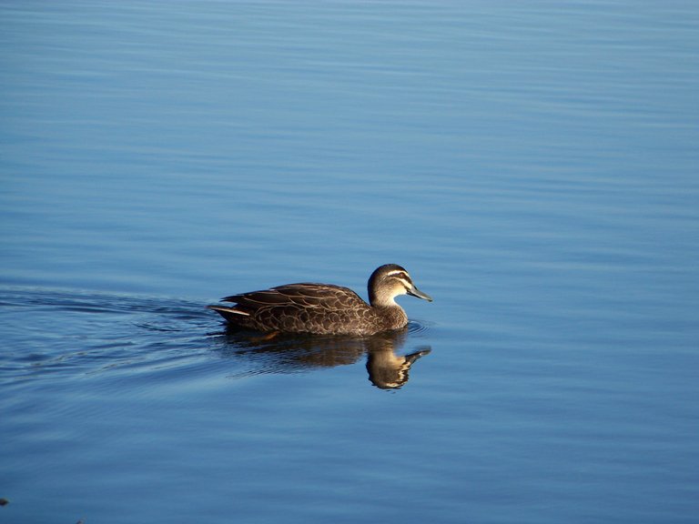 Pacific Black Duck.JPG