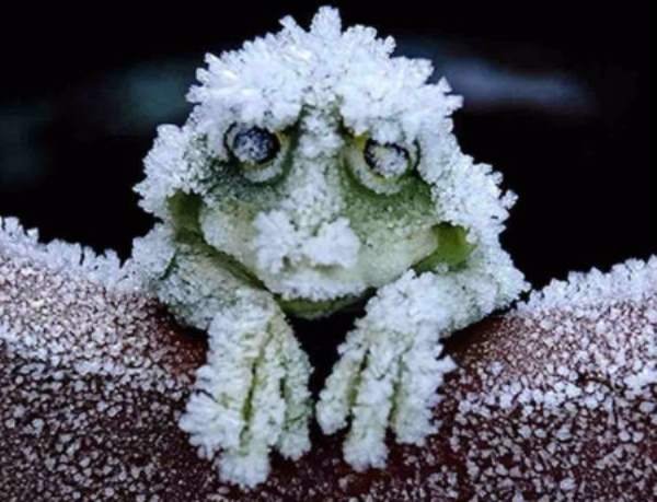 frozenfrog.jpg