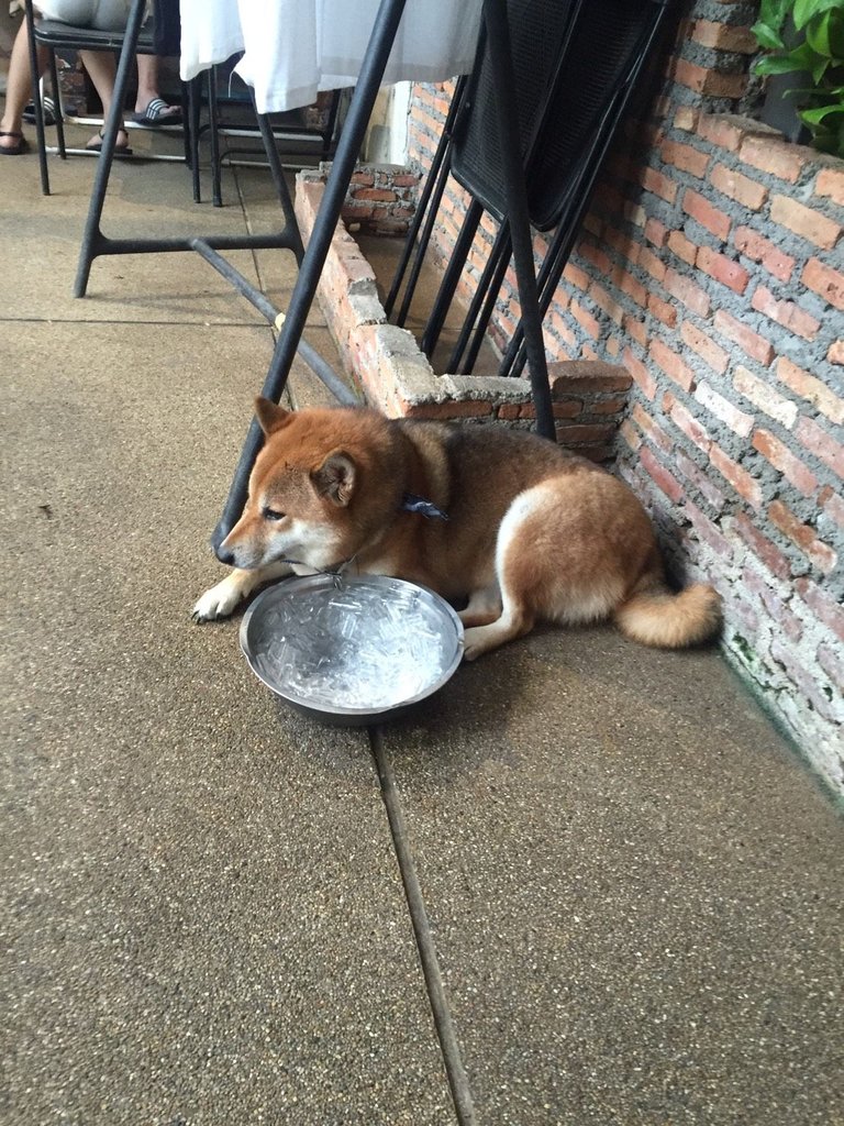 Shiba Inu9.jpg