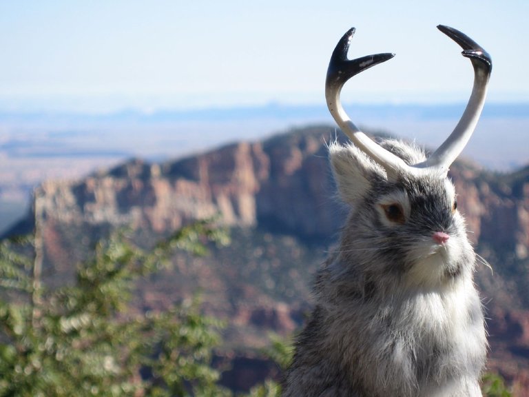 Jackalope CC Mark Freeman.jpg