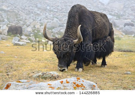 stock-photo-big-yak-eating-grass-in-a-pasture-at-himalaya-mountains-144226885 (1).jpg