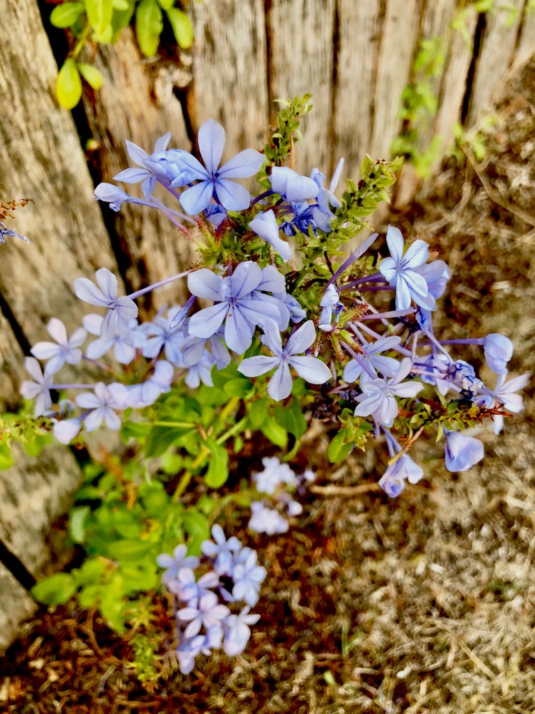 F6275409-FA4F-443D-A086-4135E55D137C.jpeg