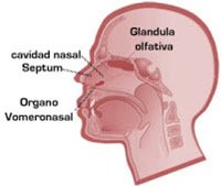 Vomeronasal_humano.jpg