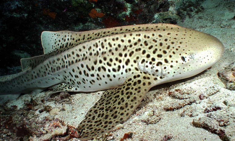 zebra-shark-2.jpg