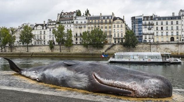 ballena-paris.jpg