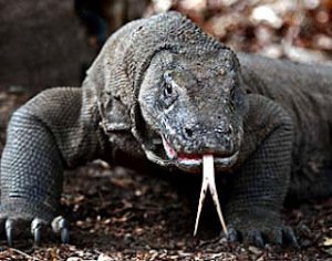 hewan-reptil-komodo1.jpg